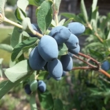 Orlovi nokti: opis sorte, fotografije, recenzije